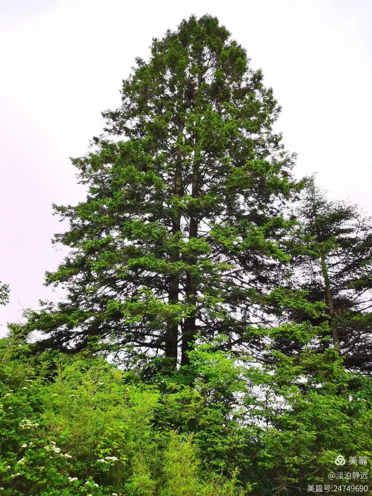 淡泊静远的美篇